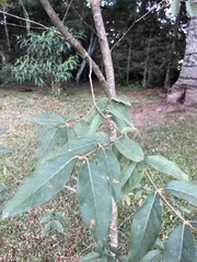 Eugenia pyriformis