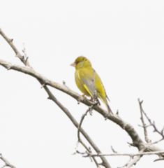 Chloris chloris