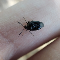Deraeocoris punctum