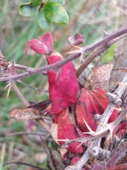 Puccinia magellanica