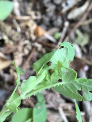 Rhinoncomimus latipes