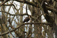Turdus merula