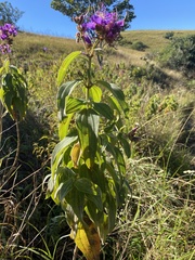 Dissotis princeps