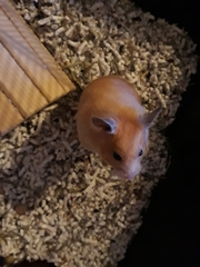 Mesocricetus auratus