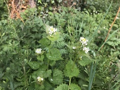 Alliaria petiolata