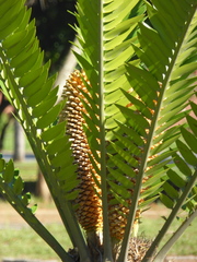 Encephalartos natalensis