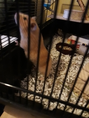 Mesocricetus auratus