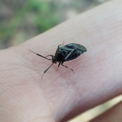 Deraeocoris punctum