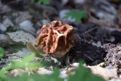 Gyromitra fastigiata
