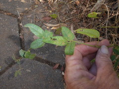 Macrotyloma axillare