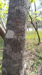 Ectatomminae