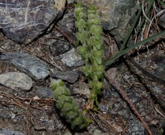 Valantia hispida