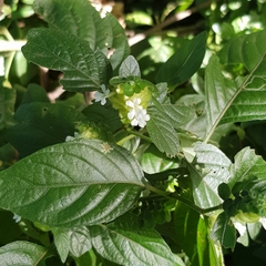Ruellieae