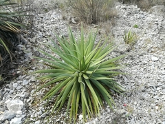 Agave bracteosa
