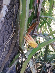 Selenicereus undatus