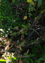 Macrotyloma axillare