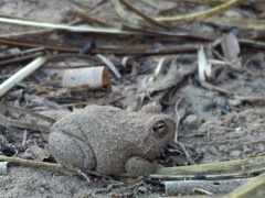 Pleurodema nebulosum