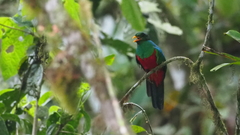 Pharomachrus auriceps