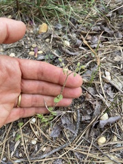 Cerastium semidecandrum