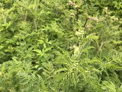 Anthriscus sylvestris