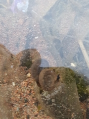 Planorbarius corneus