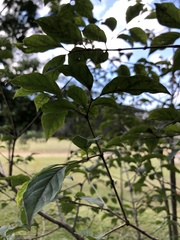 Campomanesia xanthocarpa