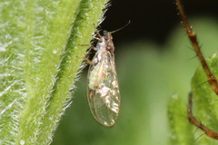 Trioza urticae