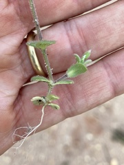 Cerastium semidecandrum