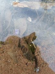 Planorbarius corneus