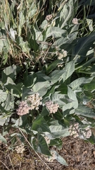 Asclepias vestita