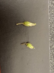 Cerastium semidecandrum