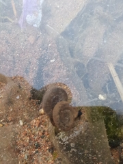 Planorbarius corneus