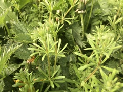 Galium aparine