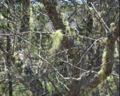 Usnea barbata