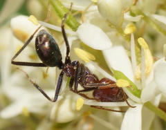 Iridomyrmex purpureus
