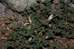 Trifolium uniflorum