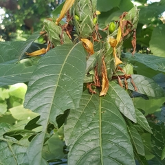 Metarungia longistrobus