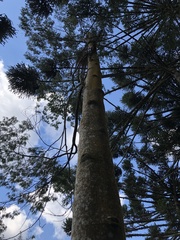 Tracheophyta