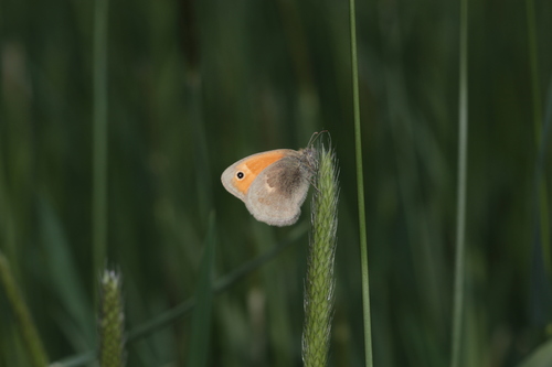 Small heath