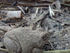 Pleurodema nebulosum