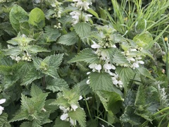 Lamium album
