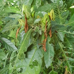 Metarungia longistrobus