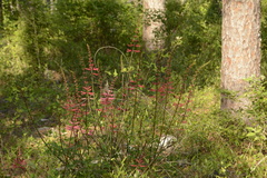 Erythrina herbacea image