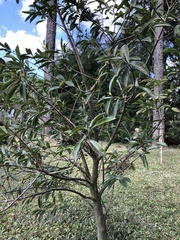 Tracheophyta