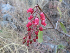 Comarostaphylis glaucescens