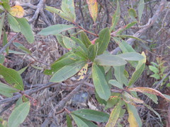 Comarostaphylis glaucescens