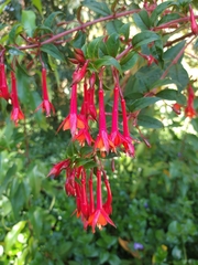 Fuchsia