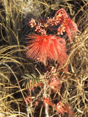 Calliandra hirsuta