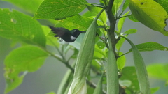 Schistes albogularis