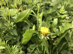 Taraxacum officinale